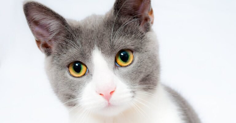 All Your Cat Questions Answered Here