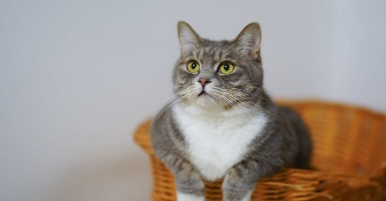 Fabulous Suggestions For Taking Care Of A Cat