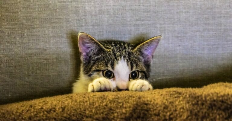 Keeping A Cat Without All Of The Hassle