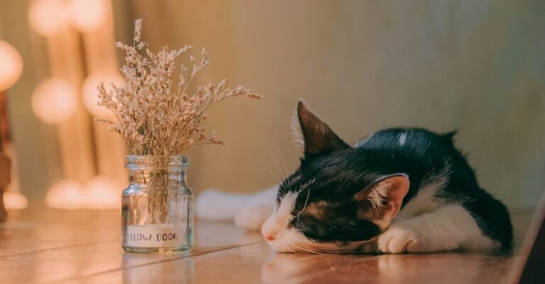 Some Pet Care Advice Geared To Cat Owners.