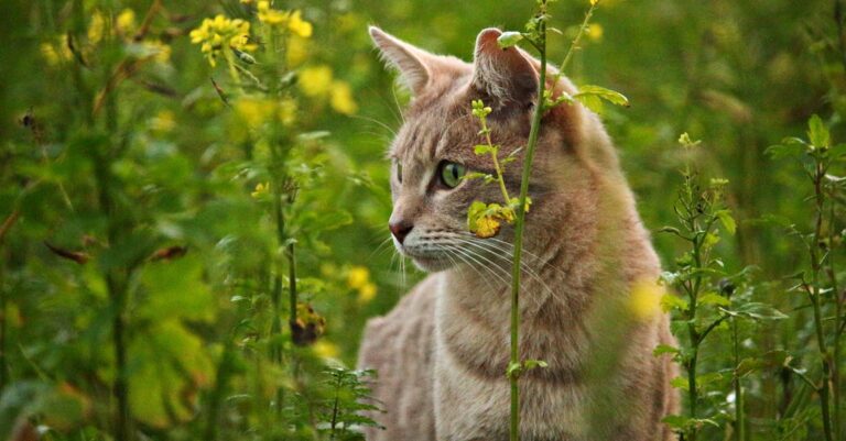 Simple Cat Tips That Any Novice Can Understand