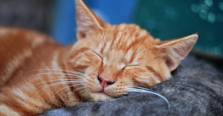 Cats Need Care: Proper Tips To Give It To Them