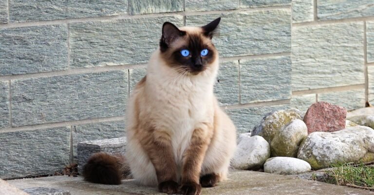 Simple Ideas To Help You Better Care For Cats