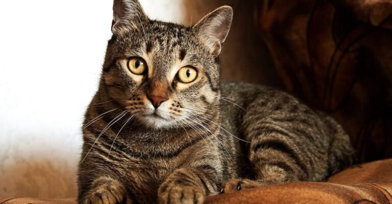 Top Tips To Help You Care For Your Cat