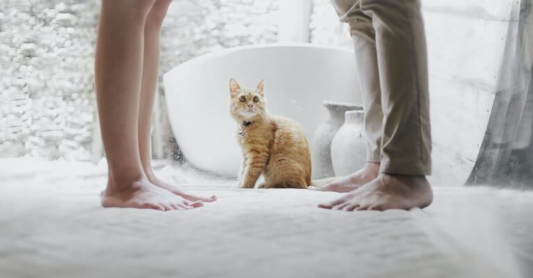 Excellent Cat Tips For Taking Care Of Your Pet