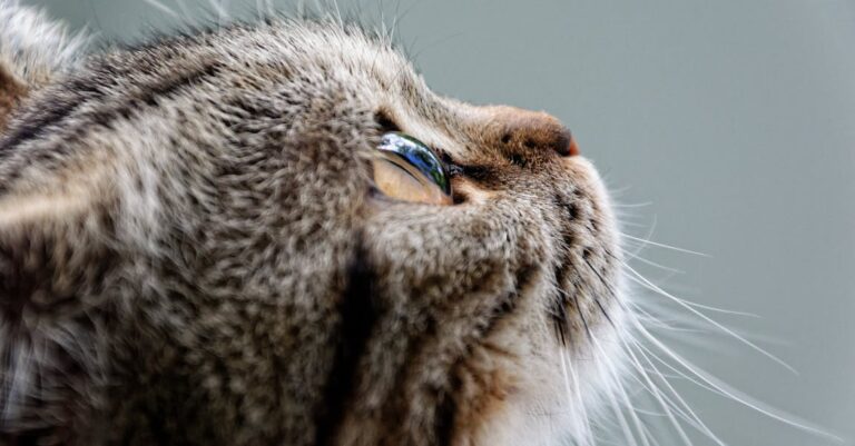 Cat Advice To Help You With Them